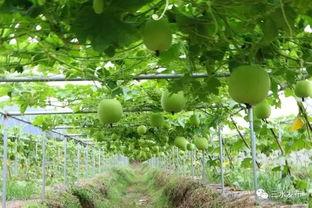 吃瓜入口地址  第3张