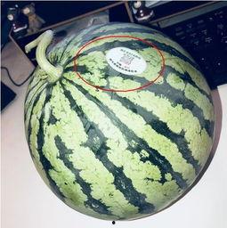 镇平网红吃瓜,揭秘网络红人的幕后生活 第2张 镇平网红吃瓜,揭秘网络红人的幕后生活 第2张