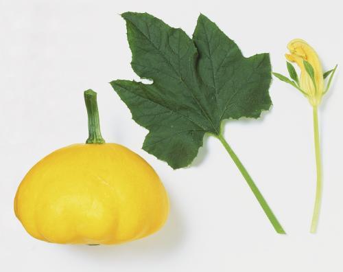 吃瓜叶什么功效,揭秘吃瓜叶的神奇功效  第2张