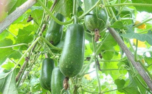 吃瓜叶什么功效,揭秘吃瓜叶的神奇功效  第3张