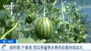 光山吃瓜群众,揭秘当地独特美食文化  第2张