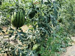 天选的吃瓜,揭秘娱乐圈幕后风云 第1张 天选的吃瓜,揭秘娱乐圈幕后风云 第1张