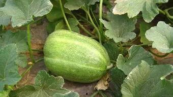 吃瓜刚摘的新瓜图片,新鲜出炉，一起来尝鲜！  第3张