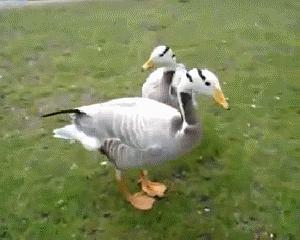 吃瓜鹅组小组,揭秘娱乐圈幕后故事 第1张 吃瓜鹅组小组,揭秘娱乐圈幕后故事 第1张