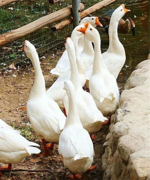 吃瓜鹅组小组,揭秘娱乐圈幕后故事 第2张 吃瓜鹅组小组,揭秘娱乐圈幕后故事 第2张