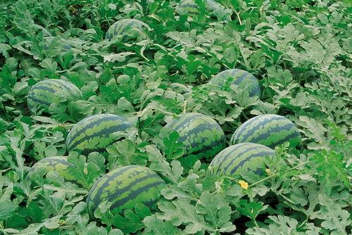 鲁山吃瓜现场 第1张 鲁山吃瓜现场 第1张