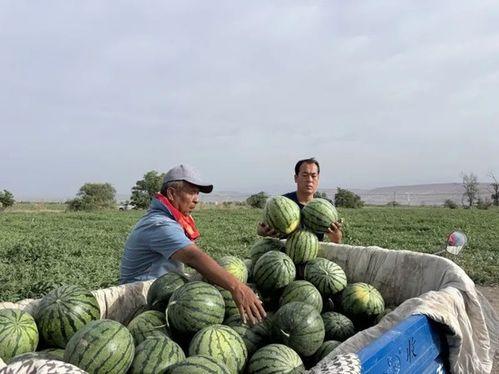鲁山吃瓜现场 第3张 鲁山吃瓜现场 第3张