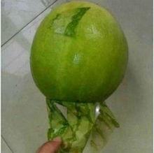 浙江余姚 吃瓜事件,一场网络热议背后的真相揭秘  第1张