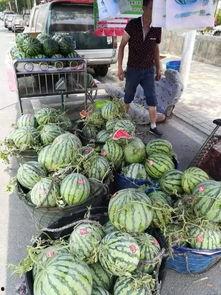 浙江余姚 吃瓜事件,一场网络热议背后的真相揭秘  第2张