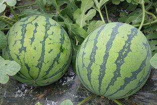 浙江余姚 吃瓜事件,一场网络热议背后的真相揭秘  第3张