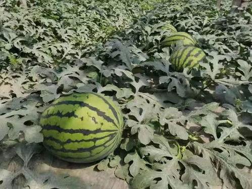 寿光西河吃瓜,瓜香四溢的夏日美食之旅  第1张