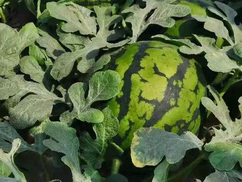 寿光西河吃瓜,瓜香四溢的夏日美食之旅  第2张