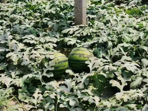 寿光西河吃瓜,瓜香四溢的夏日美食之旅  第3张