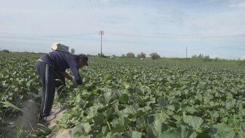 我的阿勒泰吃瓜,一场别开生面的夏日盛宴  第3张