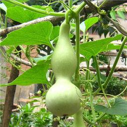 孕妇吃瓠瓜中毒,食品安全与孕期饮食的重要性 第2张 孕妇吃瓠瓜中毒,食品安全与孕期饮食的重要性 第2张