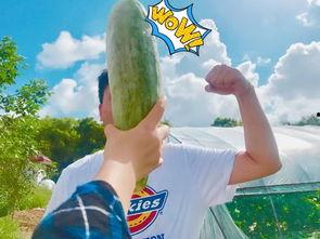 吃瓜群众 岱,揭秘背后的故事与真相 第2张 吃瓜群众 岱,揭秘背后的故事与真相 第2张