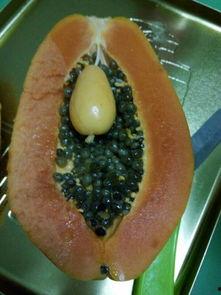 小瓜长小疙瘩可以吃吗,能否食用之谜”  第1张