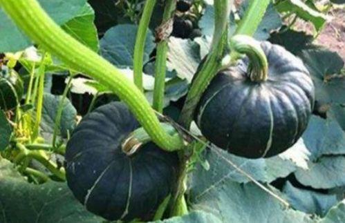 小瓜长小疙瘩可以吃吗,能否食用之谜”  第2张