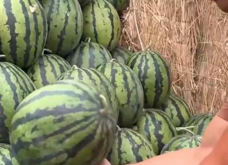 带顾客吃瓜服务,带您领略特色“吃瓜”服务之旅  第3张