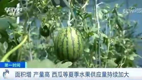 吃瓜群众西瓜夏天  第2张