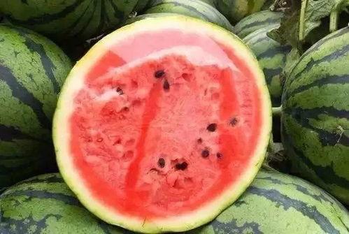 吃瓜群众西瓜夏天  第3张