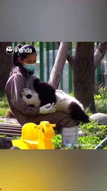 奶妈和熊猫吃瓜,奶妈熊猫共赏瓜界风云  第1张