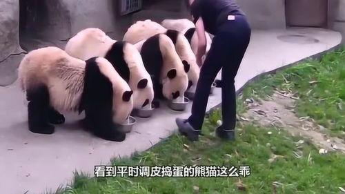 奶妈和熊猫吃瓜,奶妈熊猫共赏瓜界风云  第2张