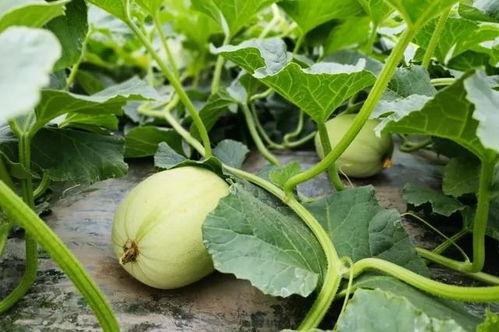 吃瓜奶团,揭秘娱乐圈的甜蜜瓜田  第2张