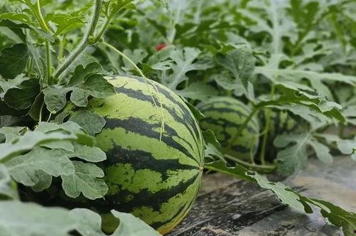 吃瓜奶团,揭秘娱乐圈的甜蜜瓜田  第3张