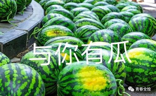 西安海棠学院吃瓜,校园吃瓜风云录  第2张