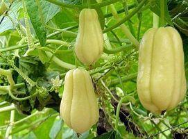 佛手瓜发芽也可以吃吗,佛手瓜发芽后仍可食用的秘密解析 第1张 佛手瓜发芽也可以吃吗,佛手瓜发芽后仍可食用的秘密解析 第1张