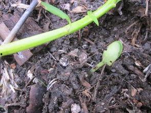 佛手瓜发芽也可以吃吗,佛手瓜发芽后仍可食用的秘密解析 第2张 佛手瓜发芽也可以吃吗,佛手瓜发芽后仍可食用的秘密解析 第2张