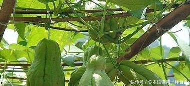 佛手瓜发芽也可以吃吗,佛手瓜发芽后仍可食用的秘密解析 第3张 佛手瓜发芽也可以吃吗,佛手瓜发芽后仍可食用的秘密解析 第3张