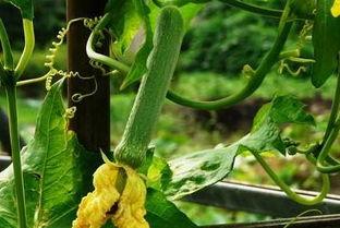 团皇吃瓜,揭秘娱乐圈背后的那些事儿  第2张