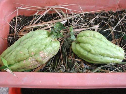 孕妇可以吃松树瓜,松树瓜的营养与食用指南  第1张