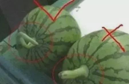 吃瓜窍门 第1张 吃瓜窍门 第1张