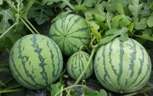 鸡泽黑料吃瓜,揭秘网络吃瓜背后的真相与争议 第2张 鸡泽黑料吃瓜,揭秘网络吃瓜背后的真相与争议 第2张