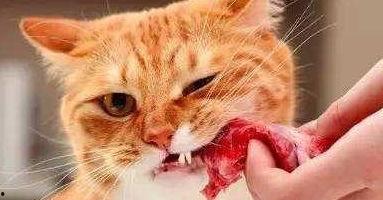 猫咪可以吃哈密瓜饿了,哈密瓜,猫咪的解饿新宠 第1张 猫咪可以吃哈密瓜饿了,哈密瓜,猫咪的解饿新宠 第1张