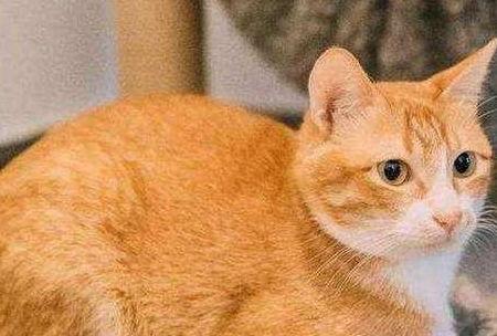 猫咪可以吃哈密瓜饿了,哈密瓜,猫咪的解饿新宠 第2张 猫咪可以吃哈密瓜饿了,哈密瓜,猫咪的解饿新宠 第2张