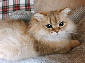 猫咪可以吃哈密瓜饿了,哈密瓜,猫咪的解饿新宠 第3张 猫咪可以吃哈密瓜饿了,哈密瓜,猫咪的解饿新宠 第3张