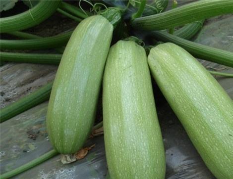 吃拉瓜有哪些好处,吃拉瓜的五大益处揭秘 第1张 吃拉瓜有哪些好处,吃拉瓜的五大益处揭秘 第1张