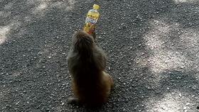 吃瓜观看者,揭秘吃瓜群众背后的娱乐狂欢  第1张