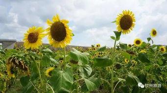 钦州市吃瓜,吃瓜群众的味蕾盛宴  第2张