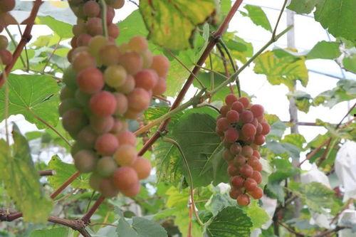 瓜尔葡萄怎么吃,解锁美味新体验 第1张 瓜尔葡萄怎么吃,解锁美味新体验 第1张