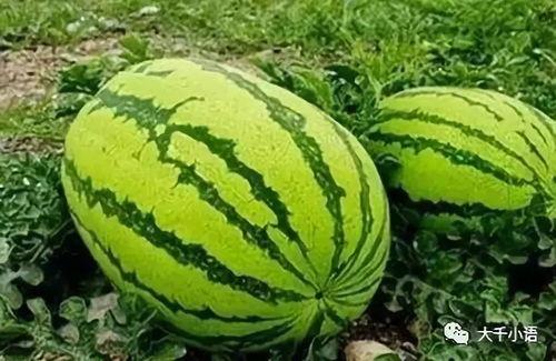 吃瓜伊南娜,瓜田里的美食传奇  第3张