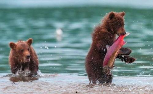 吃瓜小熊叙利亚,揭秘叙利亚战火中的生活点滴  第1张