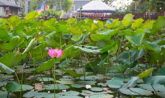 莱芜江北水城吃瓜,夏日消暑吃瓜盛宴，畅享清凉时光  第2张
