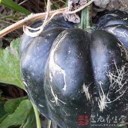 方瓜可以吃吗  第2张