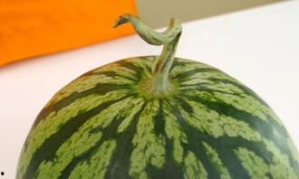 吕淼霸州吃瓜,揭秘背后真相与网络热议  第2张