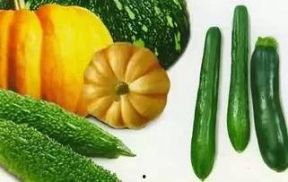 小毛瓜怎么吃,探索美味与营养的完美结合  第3张